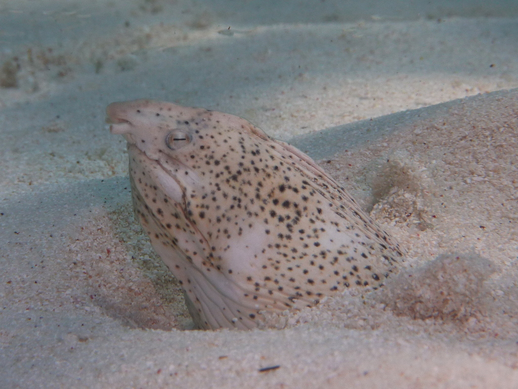 Marbled snake eel
