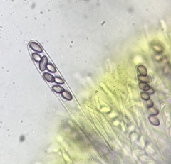 Ascobolus crenulatus