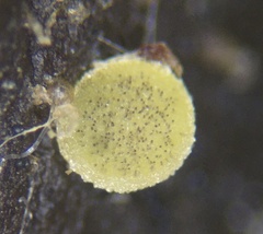 Ascobolus crenulatus