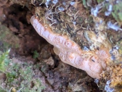 Observations by matangoo · iNaturalist