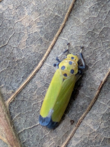 Observations by matangoo · iNaturalist
