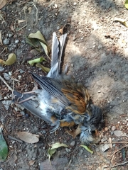 Turdus rufopalliatus