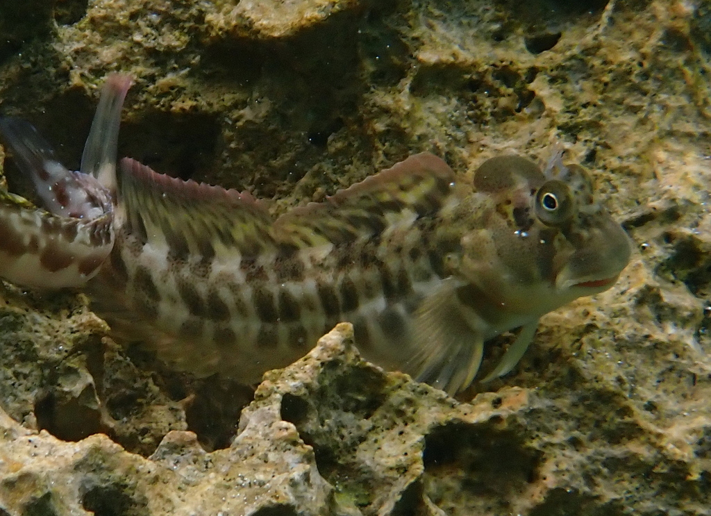 Shady Rockskipper
