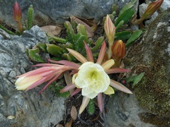 Disocactus crenatus