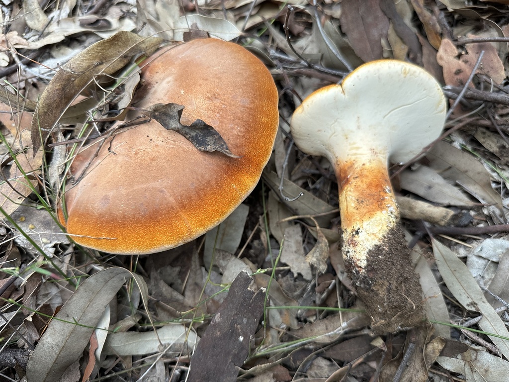 Fomitopsis hartmannii · February 2026 · photo: © prossington (iNaturalist, cc-by)