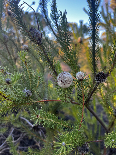 Petrophile ericifolia observed 2026-02-13