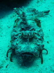 Inimicus filamentosus