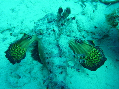 Inimicus filamentosus