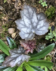 Heuchera longiflora