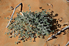 Indigofera intricata