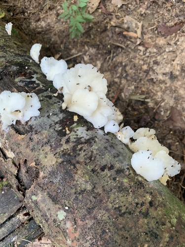 Hongo gelatina blanca, foto de la comunidad