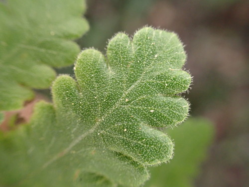 Goniopteris pellita