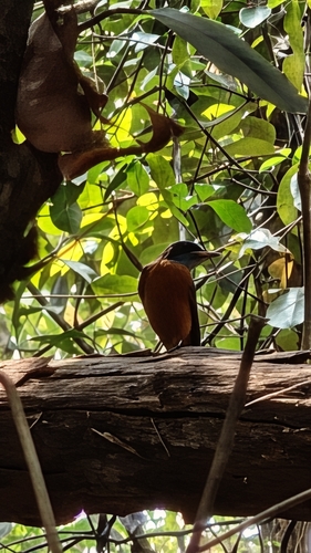 Blue-capped Rock Thrush (Monticola cinclorhyncha), photo 6