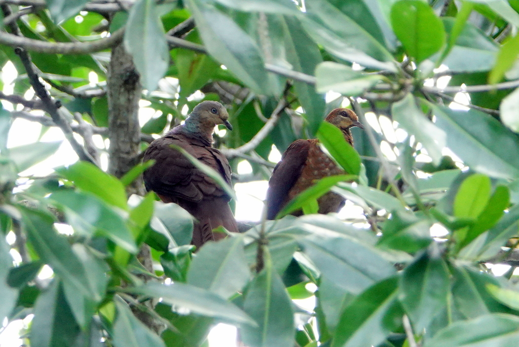Sultan's Cuckoo-Dove (Macropygia doreya)