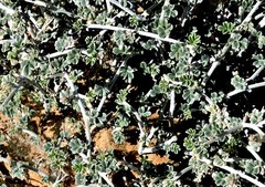 Indigofera intricata