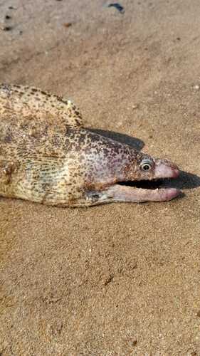 Highfin moray (Gymnothorax pseudothyrsoideus) — Muraenidae — 3