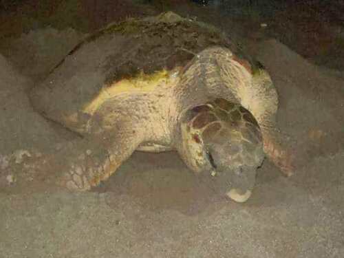 Hawksbill turtle