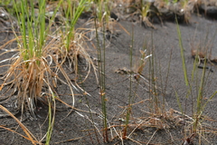 Juncus brachyspathus