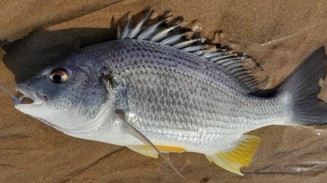 Arabian Yellowfin Seabream photo 3