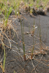 Juncus brachyspathus