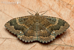 Hemeroblemma malitiosa