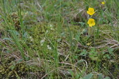 Juncus brachyspathus