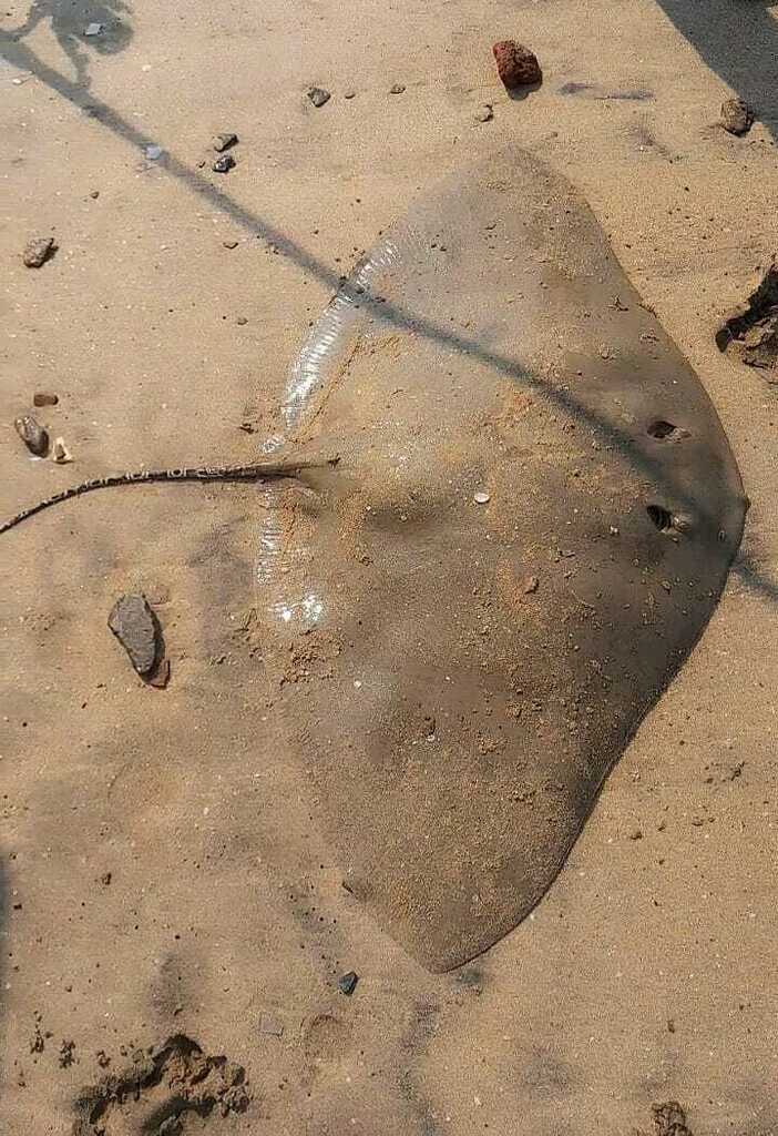 Butterfly ray (Gymnura poecilura) — Gymnuridae