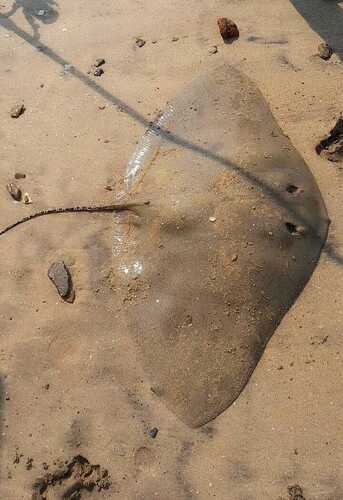 Butterfly ray (Gymnura poecilura) — Gymnuridae