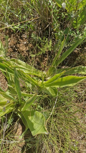 Aloe hlangapies