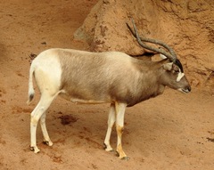 Addax nasomaculatus