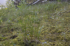 Juncus brachyspathus