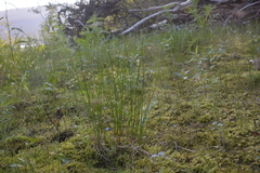 Juncus brachyspathus