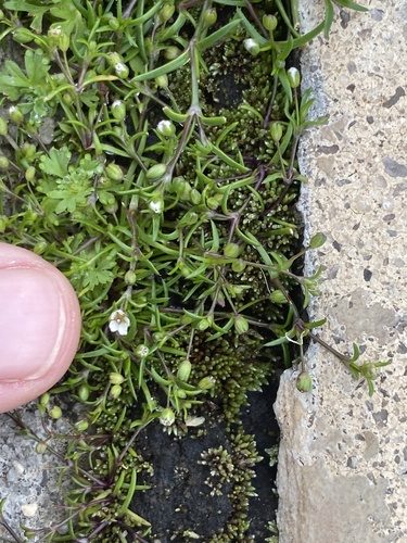 Trailing pearlwort (Sagina decumbens)