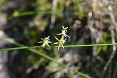 Juncus brachyspathus