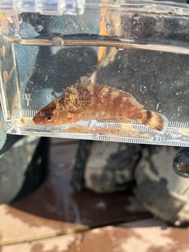 Rock cook (Centrolabrus exoletus) — Labridae — 2