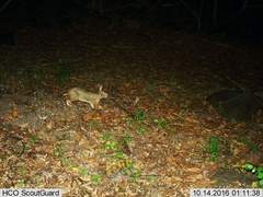 Sylvilagus cunicularius insolitus