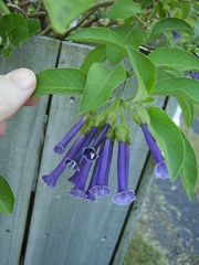 Iochroma cyaneum