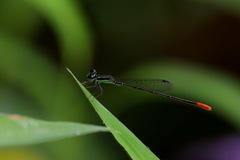 Agriocnemis exsudans