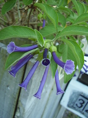 Iochroma cyaneum