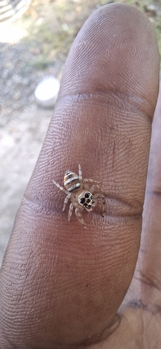 Goldband Thyene Jumping Spider