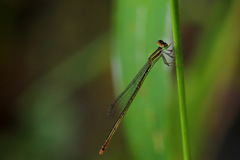 Agriocnemis exsudans