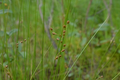 Juncus brachyspathus