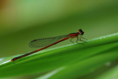Agriocnemis exsudans