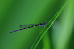 Agriocnemis exsudans