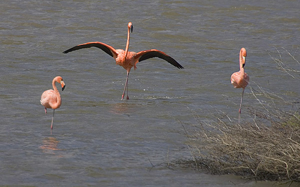 American Flamingo