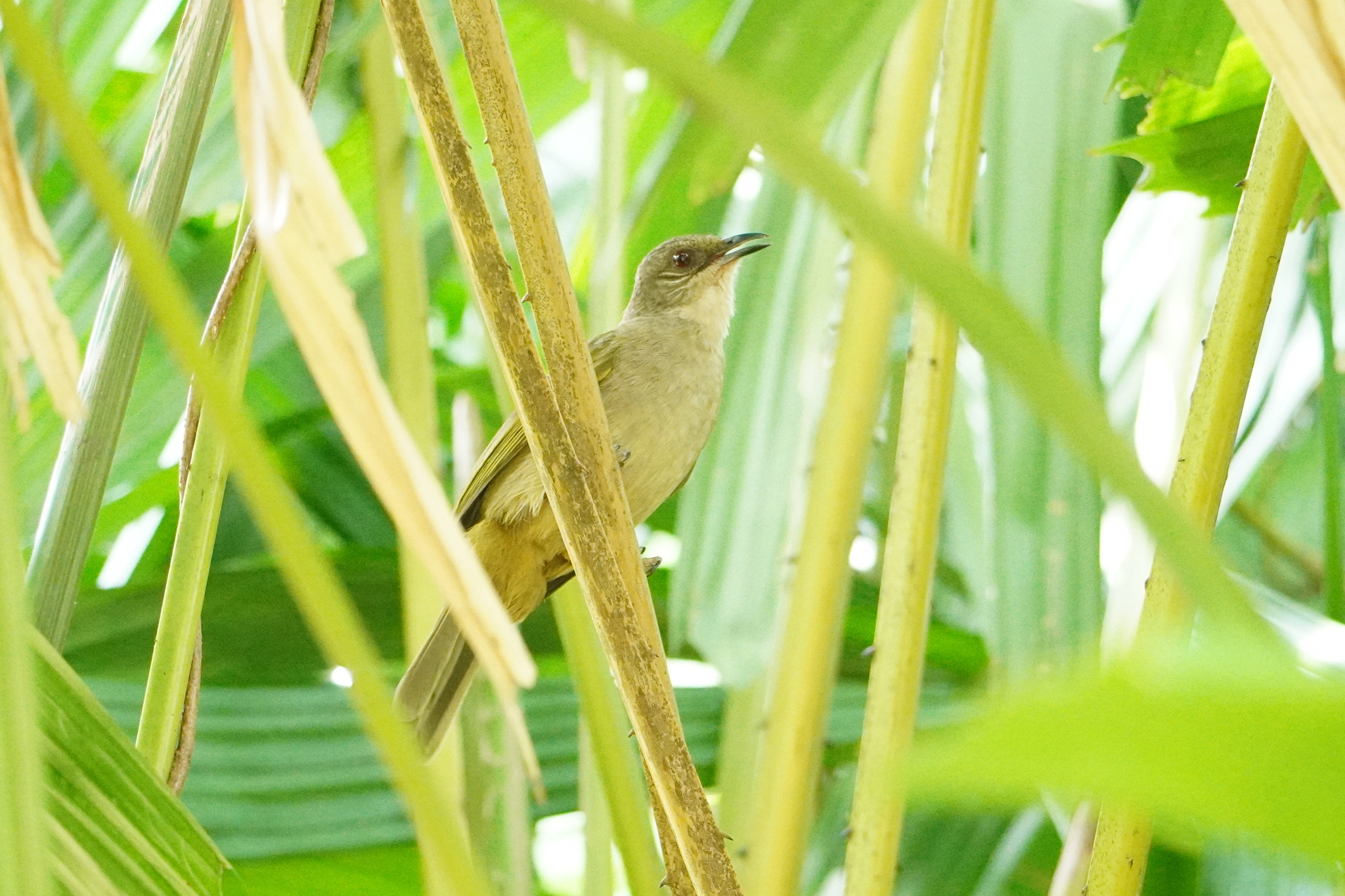 Olive-winged Bulbul (Pycnonotus plumosus), photo 10