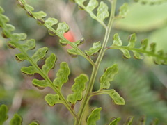 Maxonia apiifolia