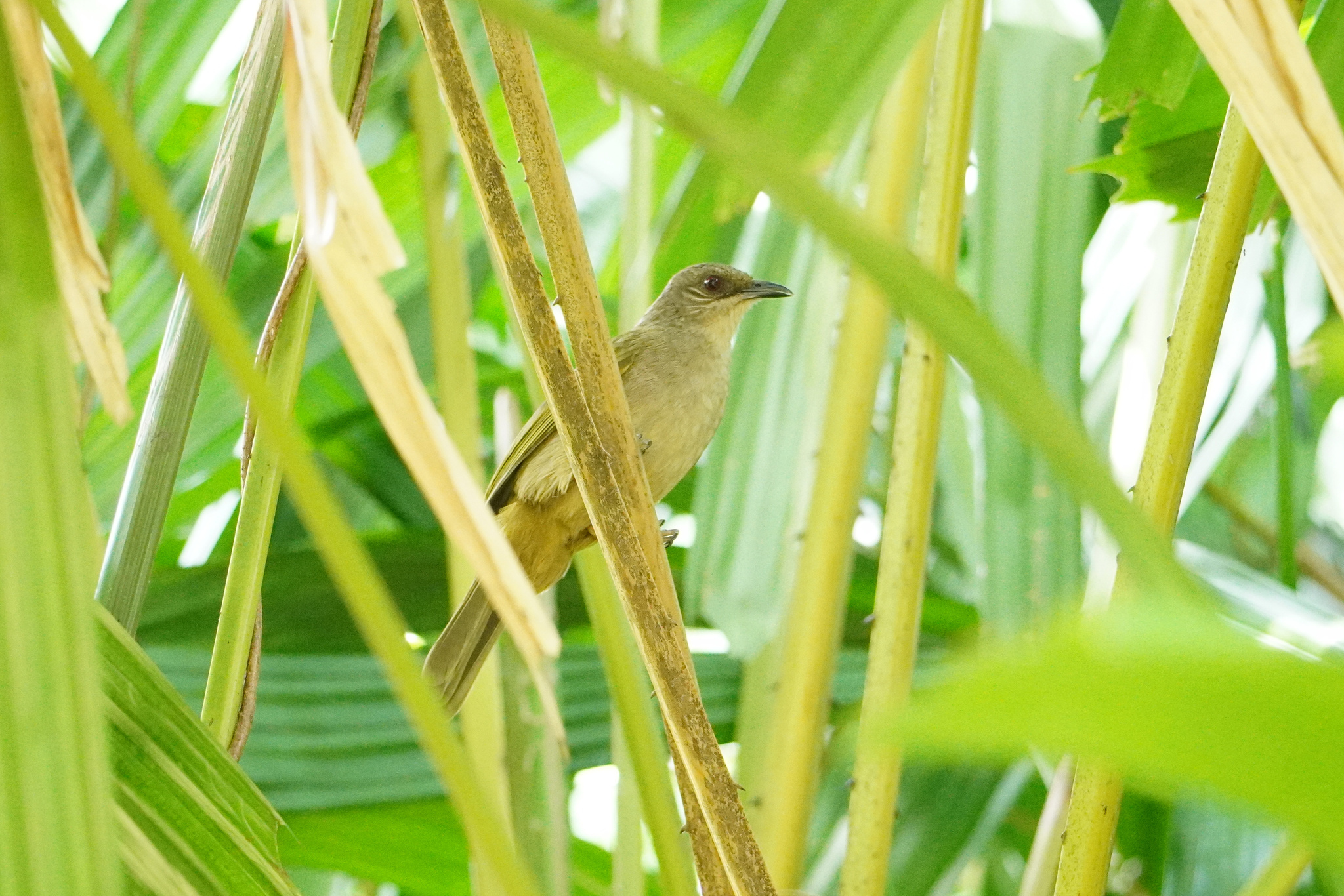 Olive-winged Bulbul (Pycnonotus plumosus), photo 9