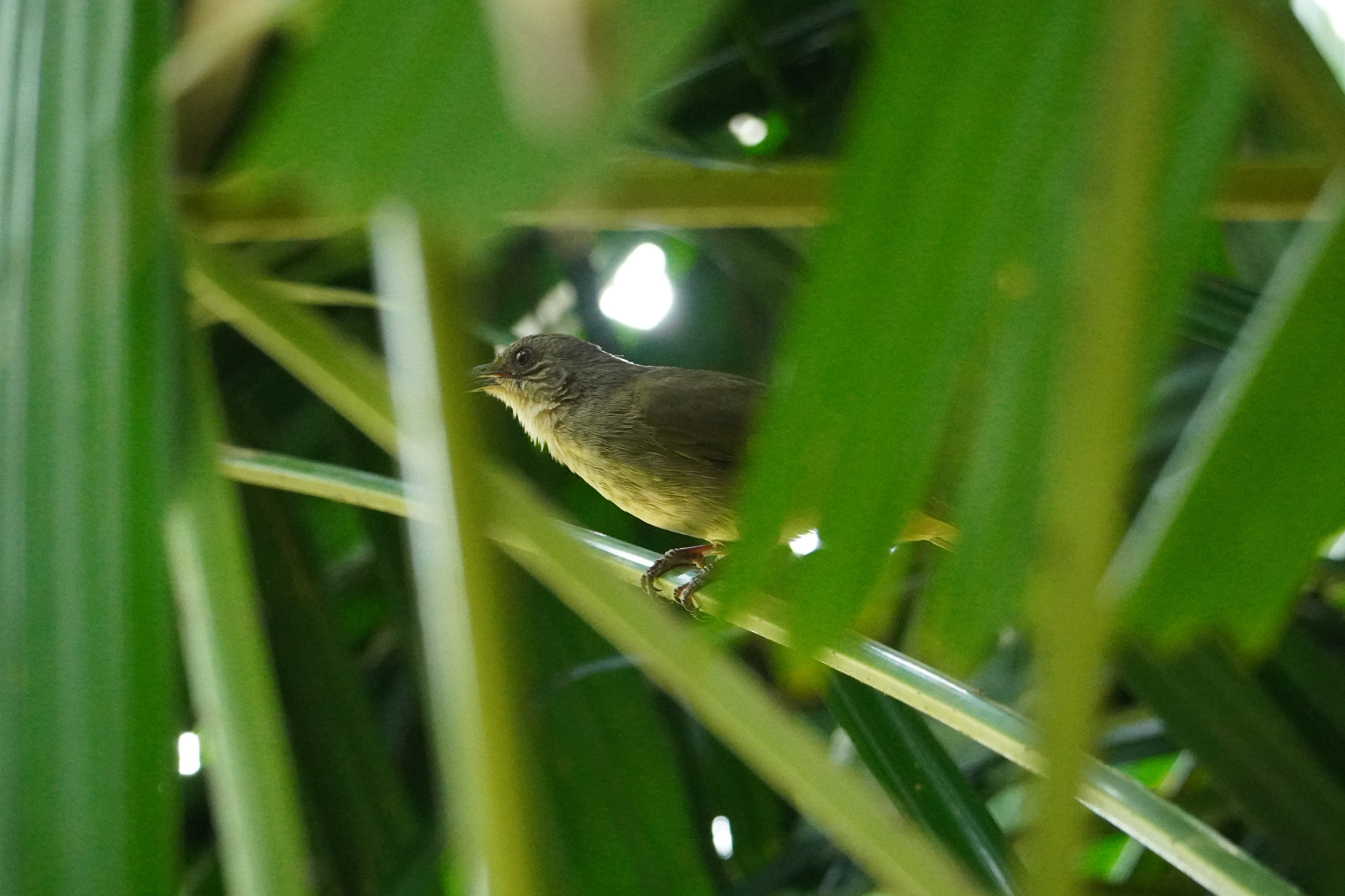Olive-winged Bulbul (Pycnonotus plumosus), photo 8