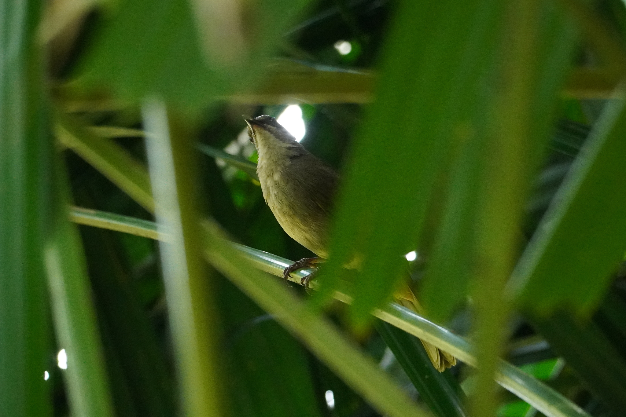 Olive-winged Bulbul (Pycnonotus plumosus), photo 7